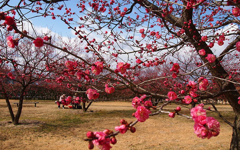 神崎梅園