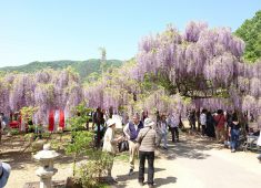 和気神社・藤公園(藤まつり)
